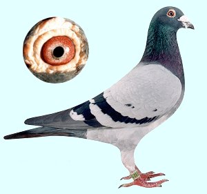 30287589_12.jpg