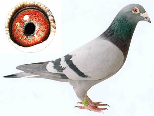 30287589_13.jpg