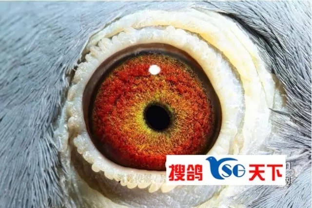 yab.webp.jpg